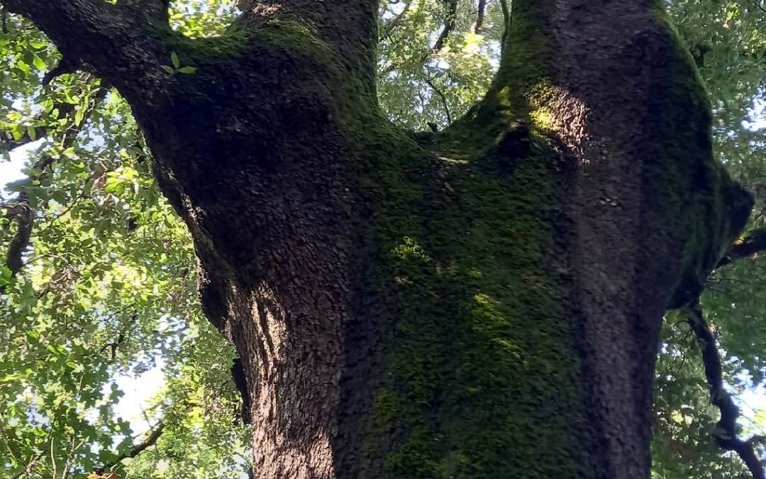 Conèixer i viure el bosc mediterrani